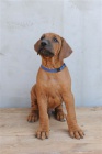 Rhodéský ridgeback - štěňátka s pp