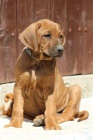 Rhodéský ridgeback - štěňátka s pp