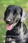 Dva chovní psi Flat coated retrievera ke krytí