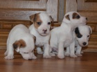 �t�n�tka jack russell terier