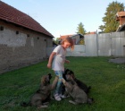 Kavkazsk pasteveck pes