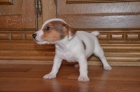 jack russell terier