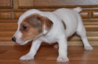 jack russell terier