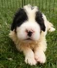 Pyrenejský mastin