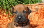 Rhodeský Ridgeback s PP- odběr srpen 