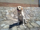 B�l� labrador hled� nev�stu :-)