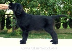 Šteniatka Flat Coated Retrievera s PP