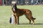Nabídka štěňat Belgický ovčák Malinois