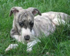 vipet , whippet, malý anglický chrt