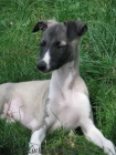 vipet , whippet, malý anglický chrt
