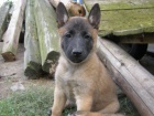 Štěňata Malinois