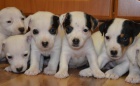 kr�sn� �t�n�tka jack russell terier