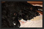 Gordonsetr štěňata-gordon setter puppies
