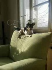 Jack Russell Teri�r