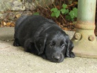 Flatcoated retriever- vychovaní černí kluci