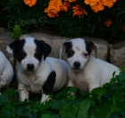 kr�sn� �t�n�tka jack russell terier