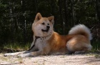 tata Akita inu