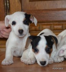 �t�n�tka jack russell terier