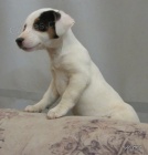 �t�n�tka jack russell terier