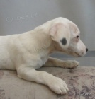 �t�n�tka jack russell terier