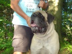 anglick mastif s pp