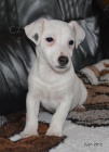 �t�n�tka jack russell terier