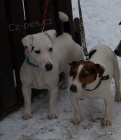 �t�n�tka jack russell terier
