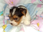 Biewer yorkshire terrier štěňátka - kluci s PP