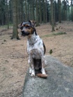 Jack Russel Terier ke kryt�