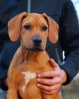 Poslední volná fenka rhodéského ridgebacka
