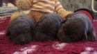 Labradorsk retriever - okoldov ttka s PP