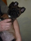 Belgický ovčák-malinois s PP