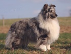 eltie