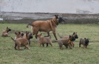 Belgický ovčák malinois - štěňata s PP
