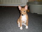 Basenji štěňátko