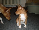 Basenji štěňátko