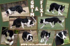 Border collie na prci a sport, zahranin kryt