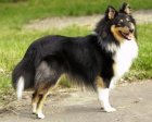 štenatka Sheltie