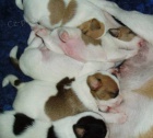 Parson Russell Terrier - prodáme štěňátka