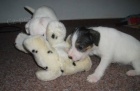 Parson Russell Terrier - prodáme štěňátka