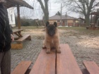 Belgický ovčák tervueren