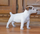 �t�n�tka jack russell terier