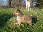 eltie