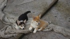 Štěně Corgi