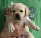 Labradorský retriever - štěňátka s PP