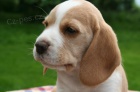 Beagle - štěňata s PP