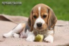 Beagle - štěňata s PP