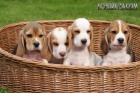 Beagle - štěňata s PP