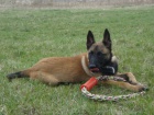 Belgický ovčák malinois