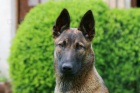Belgický ovčák Malinois 